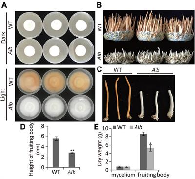 Genome resequencing and transcriptome analysis reveal the molecular mechanism of albinism in Cordyceps militaris